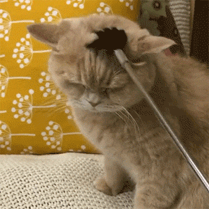 30条“猫咪小知识”，养猫的你一定要了解！