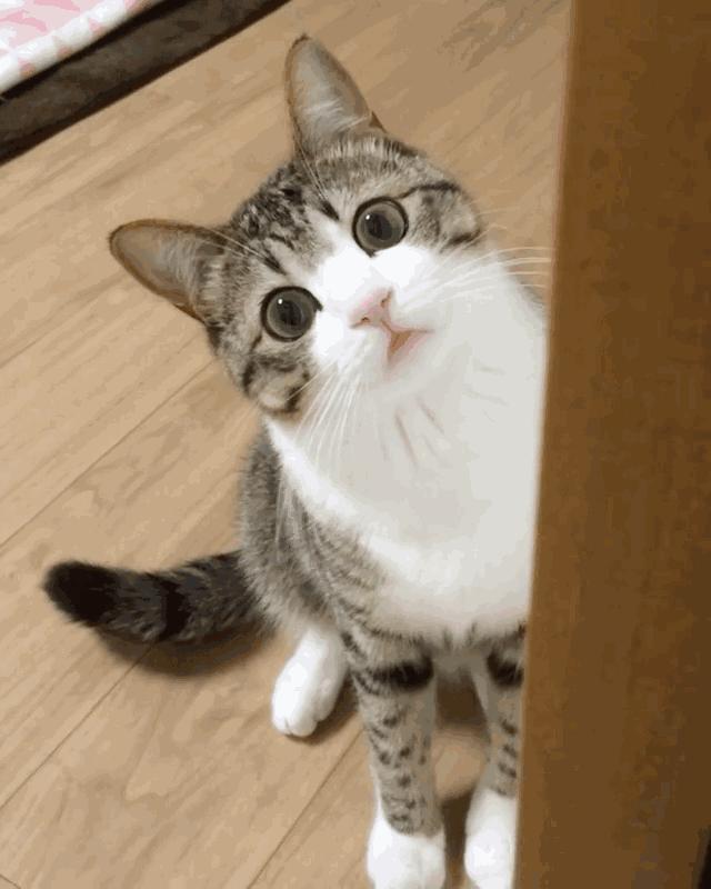 30条“猫咪小知识”，养猫的你一定要了解！