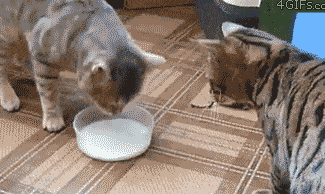30条“猫咪小知识”，养猫的你一定要了解！
