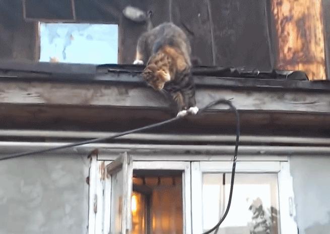 30条“猫咪小知识”，养猫的你一定要了解！