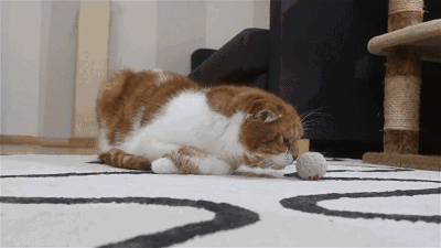 30条“猫咪小知识”，养猫的你一定要了解！