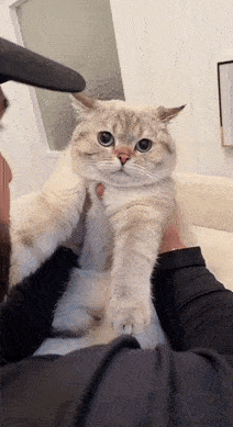 30条“猫咪小知识”，养猫的你一定要了解！