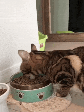 30条“猫咪小知识”，养猫的你一定要了解！