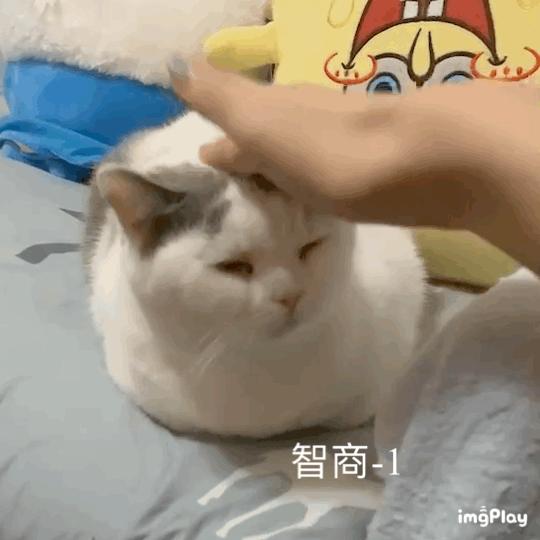 30条“猫咪小知识”，养猫的你一定要了解！