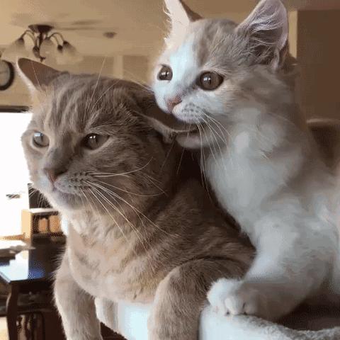 30条“猫咪小知识”，养猫的你一定要了解！