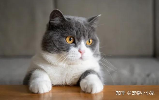 30条“猫咪小知识”，养猫的你一定要了解！