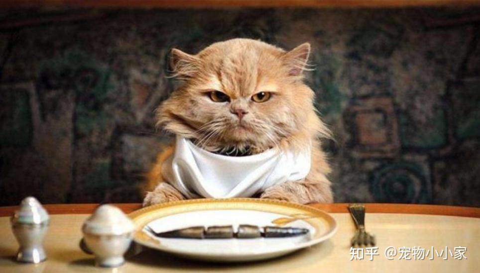 30条“猫咪小知识”，养猫的你一定要了解！