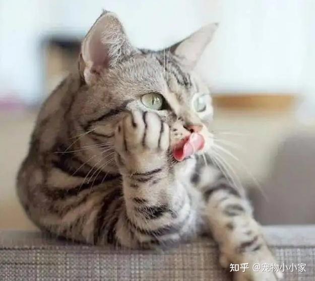 30条“猫咪小知识”，养猫的你一定要了解！