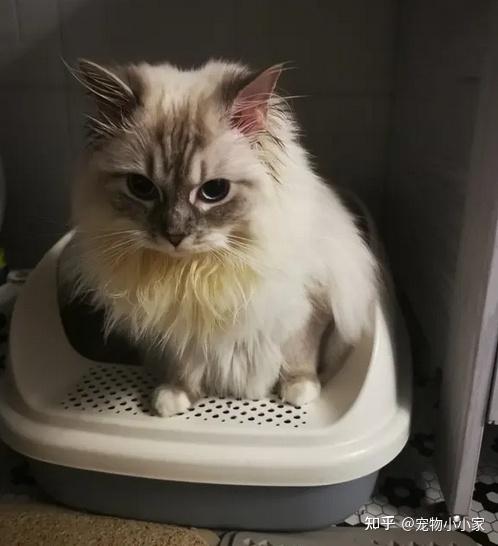 30条“猫咪小知识”，养猫的你一定要了解！