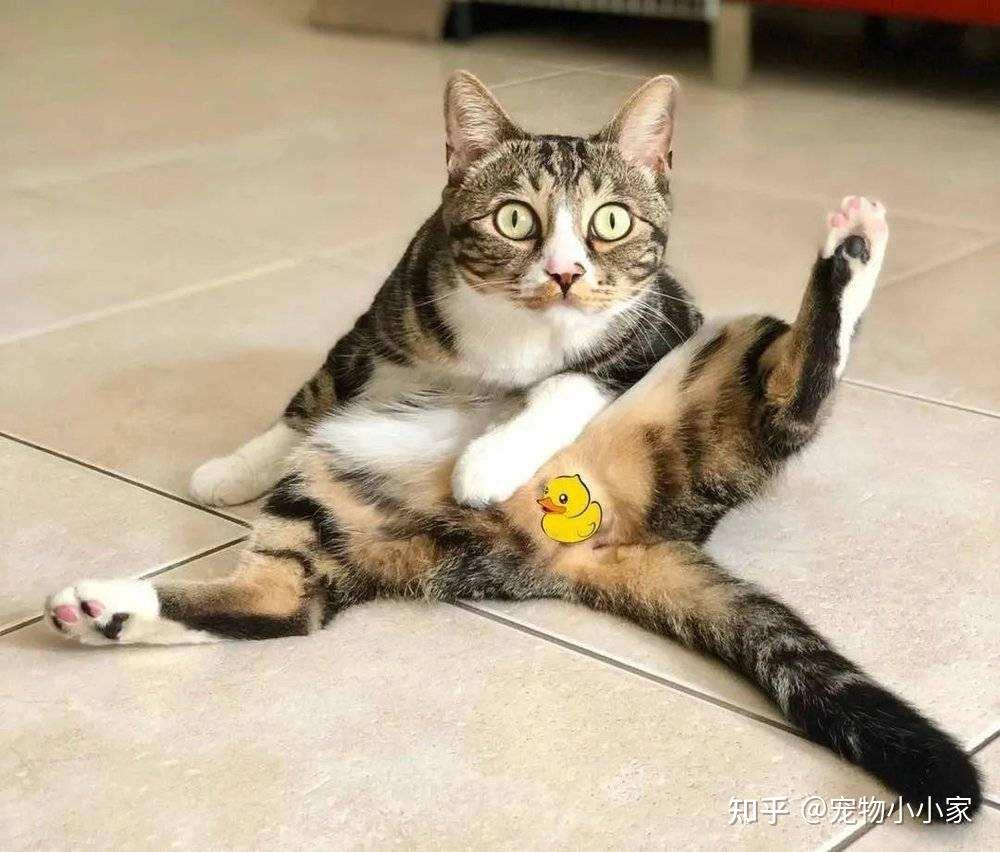 30条“猫咪小知识”，养猫的你一定要了解！