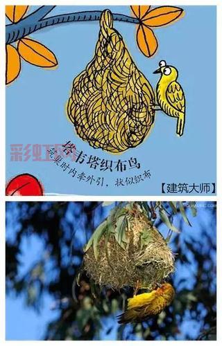 巢作之龙攻略大全，快速进阶成为高手！