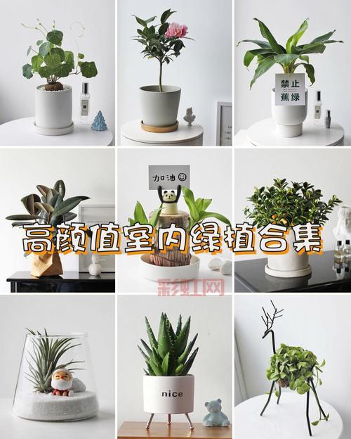 蓝月收藏品怎么摆放好看？这些技巧让你的家更有格调！
