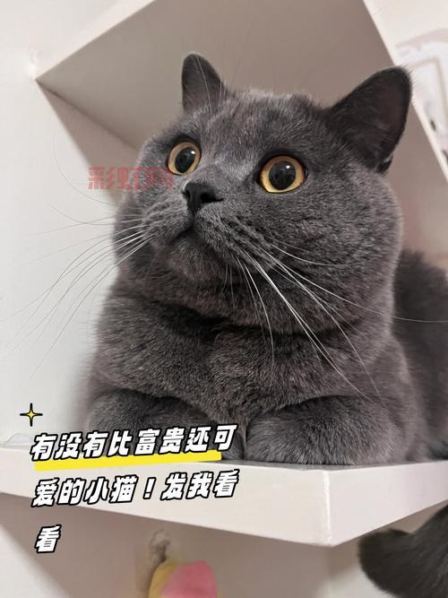 想看萌猫视频？猫咪短视频官网app满足你！