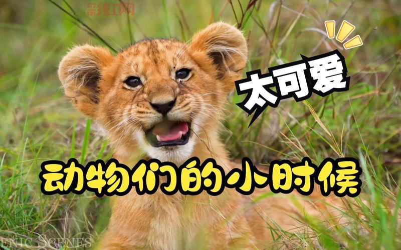 日本ZOOM动物视频火了，这些可爱场面太治愈！
