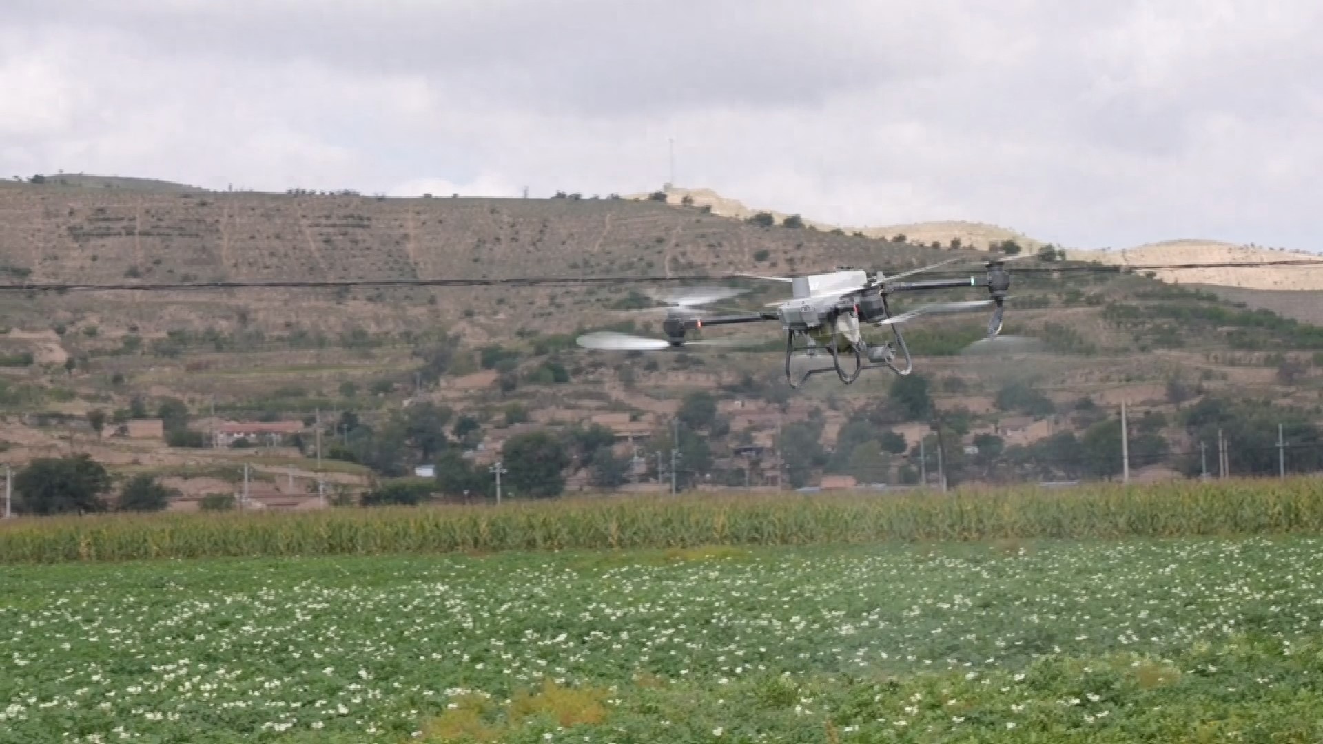 马铃薯生长关键期,会宁用无人机喷药防病害,增产有保障
