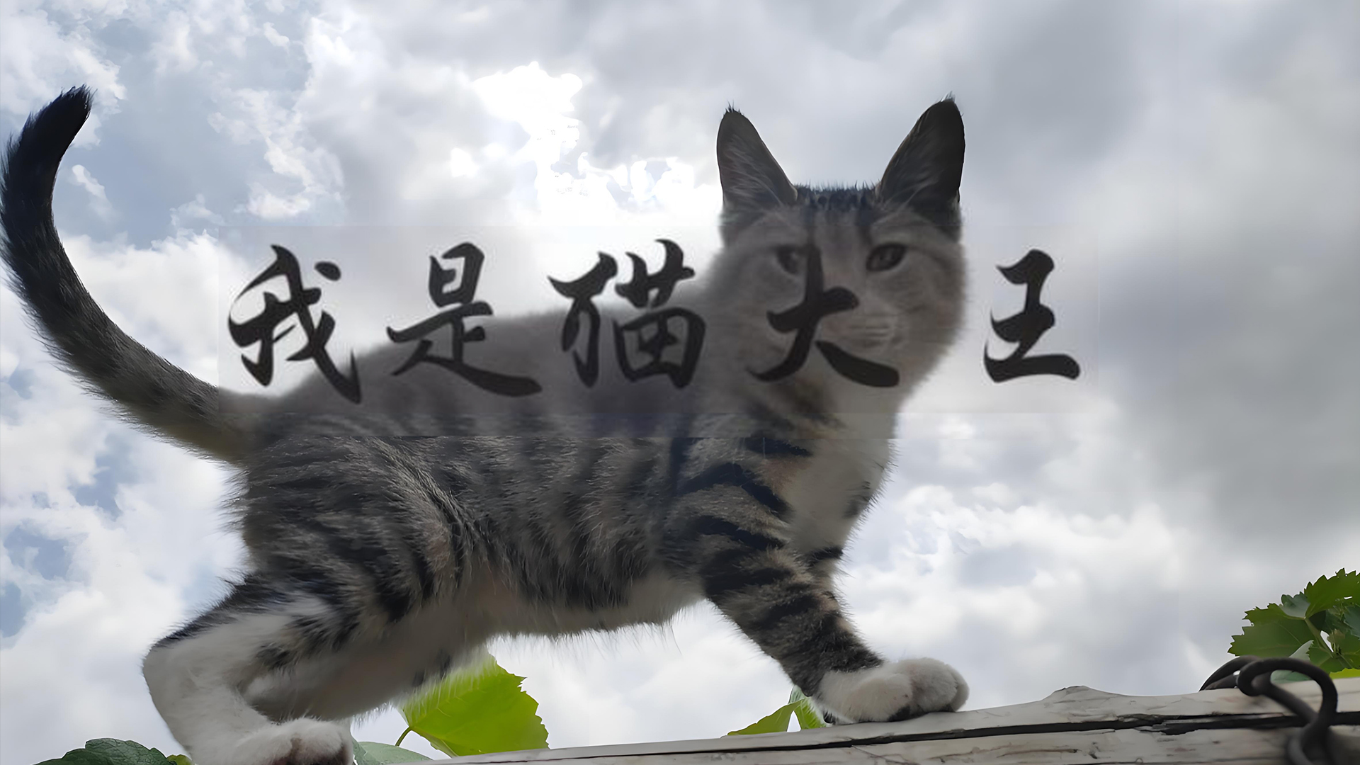 十大非常好看的御兽宠物文，契约神宠，征战天下