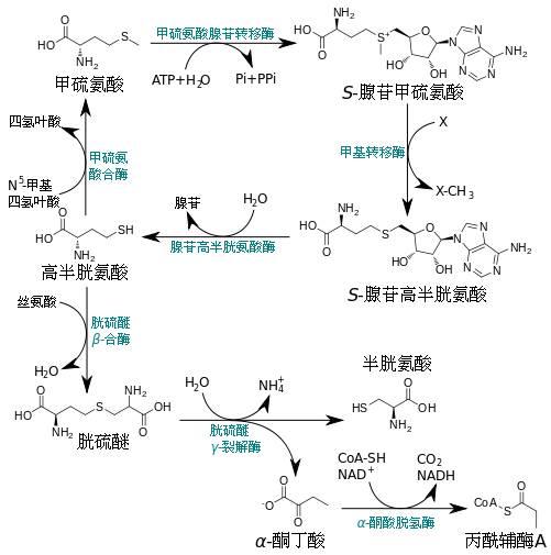H型高血压，一个有中国特色的概念
