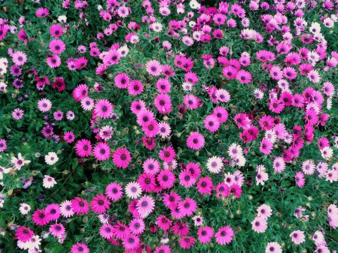 姻缘天注定！2026这3大生肖将遇真爱，甜蜜脱单