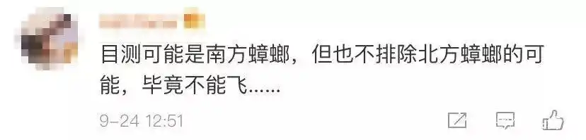 在电脑桌面上养蟑螂，除了喂食还能给它戴蝴蝶结