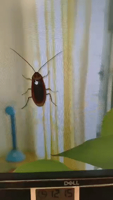 在电脑桌面上养蟑螂，除了喂食还能给它戴蝴蝶结