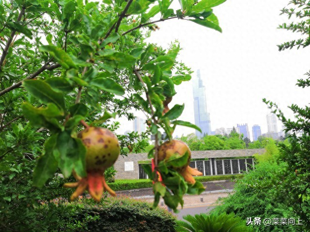 2026年入梅出梅时间确定!哪天入梅、哪天出梅?今夏雨水多不多?