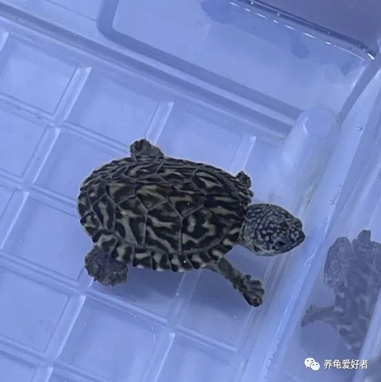 又到了龟不吃东西不下水的季节了,没有好办法对付它?