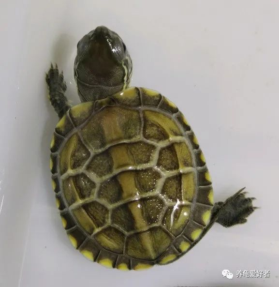 又到了龟不吃东西不下水的季节了,没有好办法对付它?