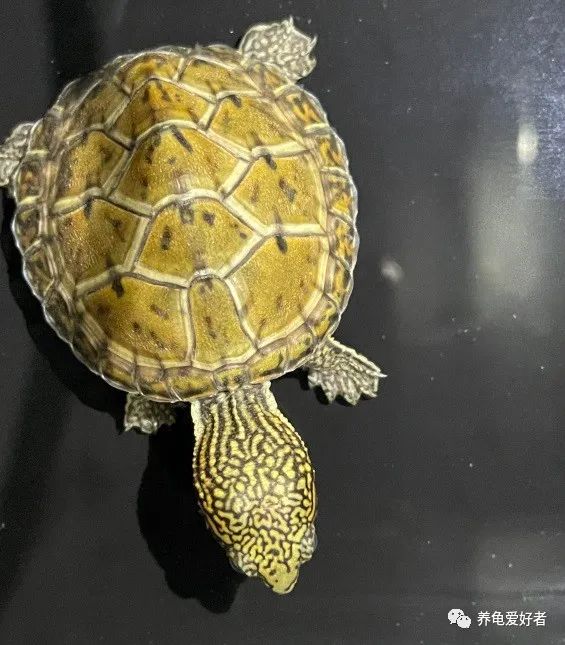 又到了龟不吃东西不下水的季节了,没有好办法对付它?