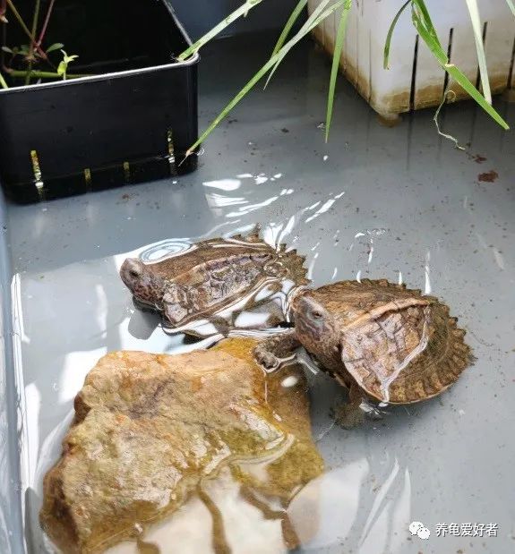 又到了龟不吃东西不下水的季节了,没有好办法对付它?