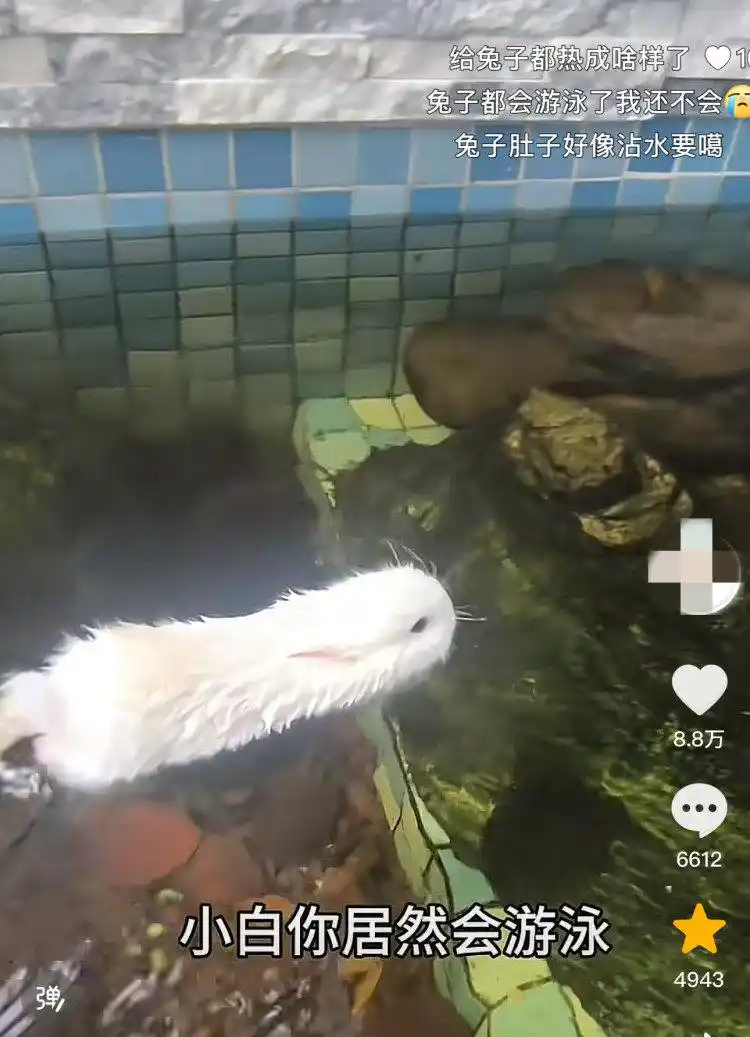 兔子能游泳？宠物医生：入水=玩命，应激反应可致命
