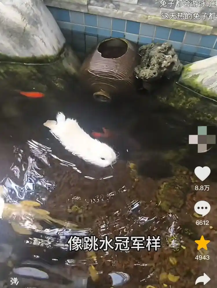 兔子能游泳？宠物医生：入水=玩命，应激反应可致命