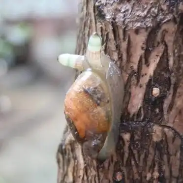 僵尸蜗牛现世！夜间荧光恐怖片既视感