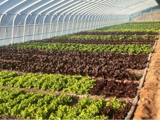 开创!2026新未来——区委三届十三次全会暨区委经济工作会议精神引发热议