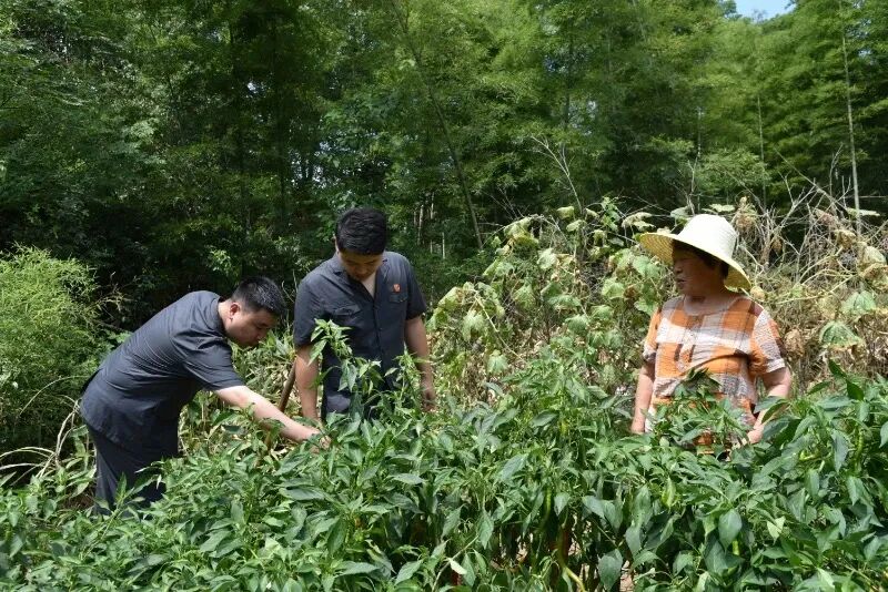 《湖南法治报》整版|醴陵：信用修复春风化雨 “以保代执”源头解纷
