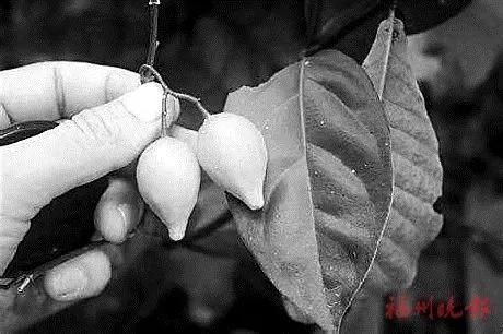 为什么说朋友圈贩卖的“上头电子烟”是毒品？