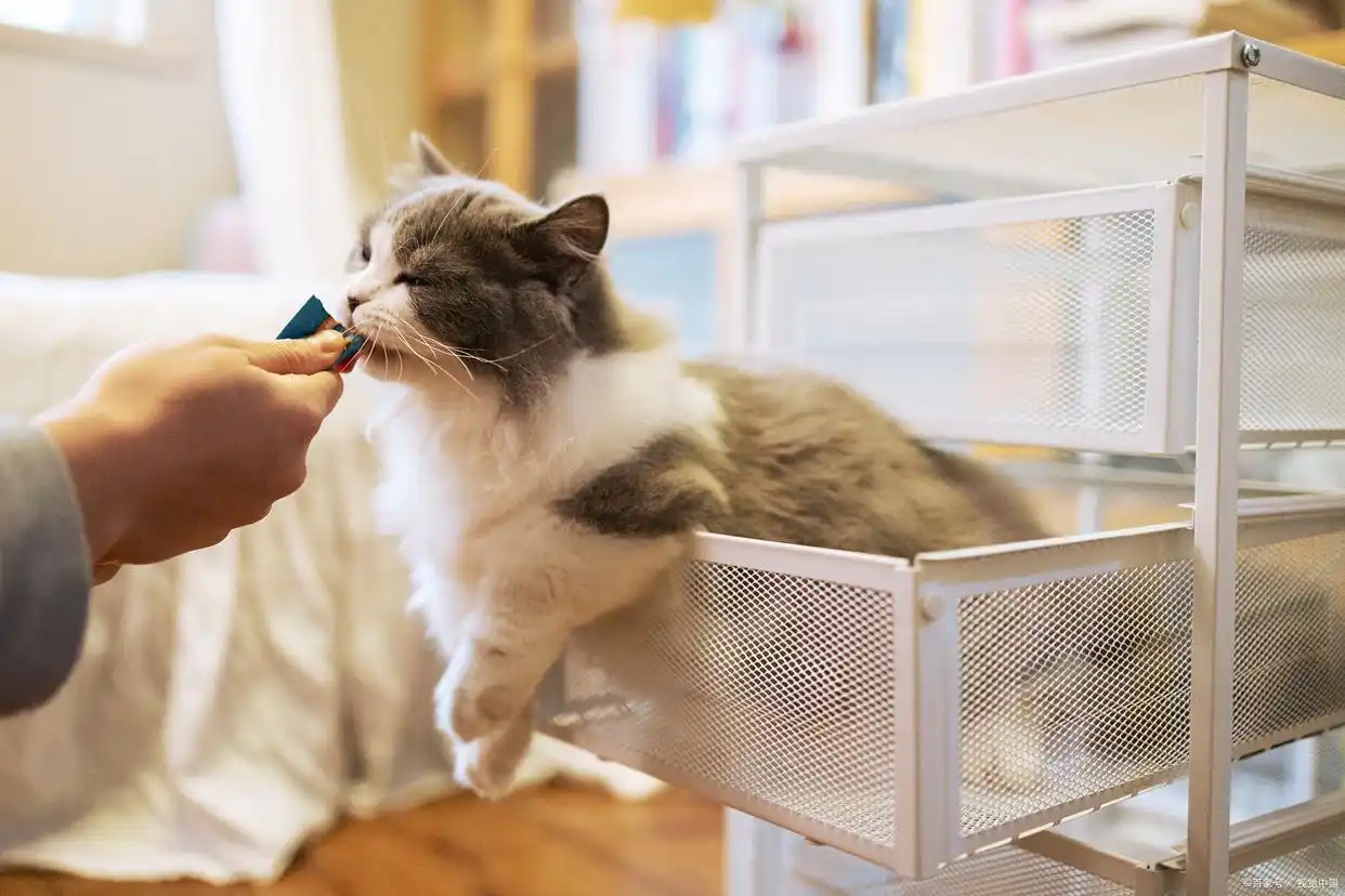 猫咪最多可以饿几天？不同年龄应对方案，养猫人必看