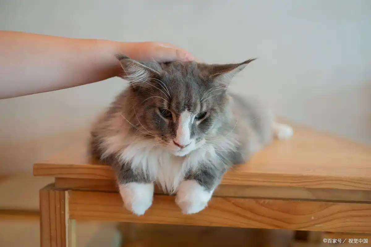 猫咪最多可以饿几天？不同年龄应对方案，养猫人必看