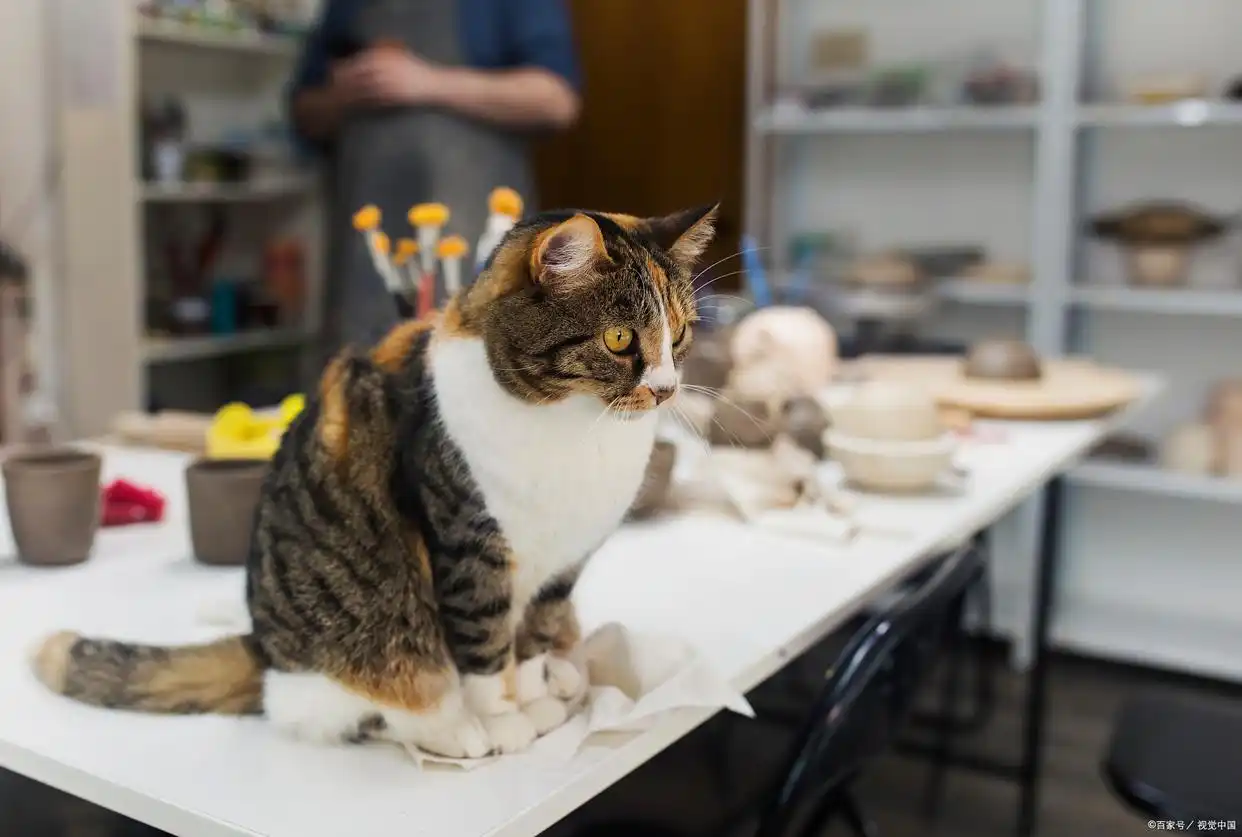 猫咪最多可以饿几天？不同年龄应对方案，养猫人必看