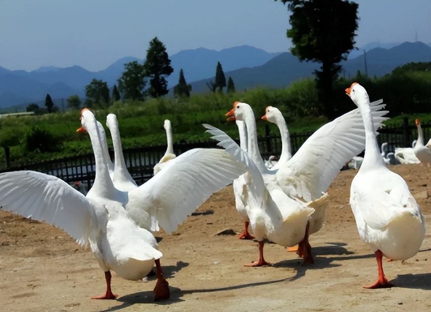 养鹅那么挣钱，为啥现在农村没什么人养？看完就知道了！