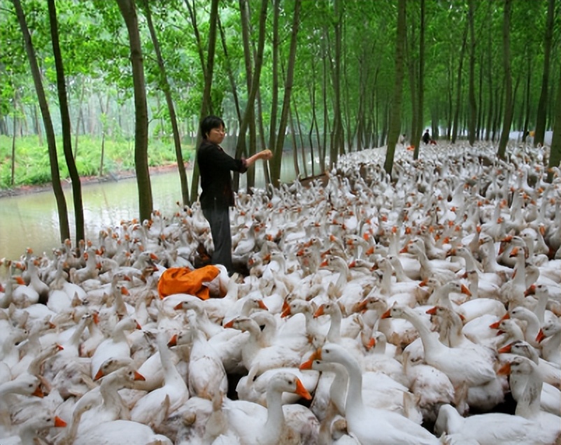 养鹅那么挣钱，为啥现在农村没什么人养？看完就知道了！