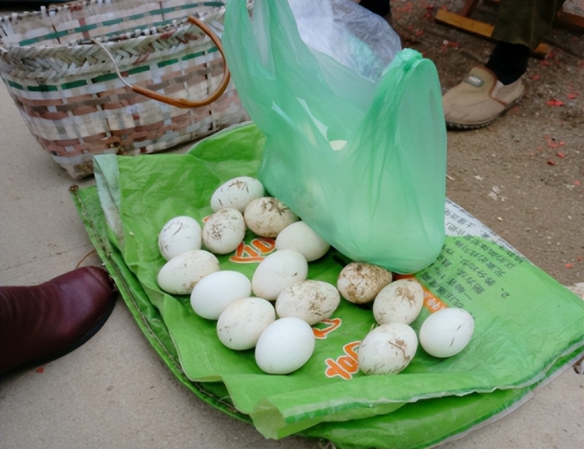 养鹅那么挣钱，为啥现在农村没什么人养？看完就知道了！