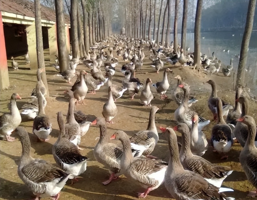 养鹅那么挣钱，为啥现在农村没什么人养？看完就知道了！