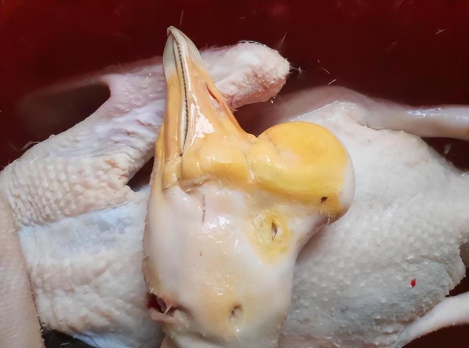 养鹅那么挣钱，为啥现在农村没什么人养？看完就知道了！