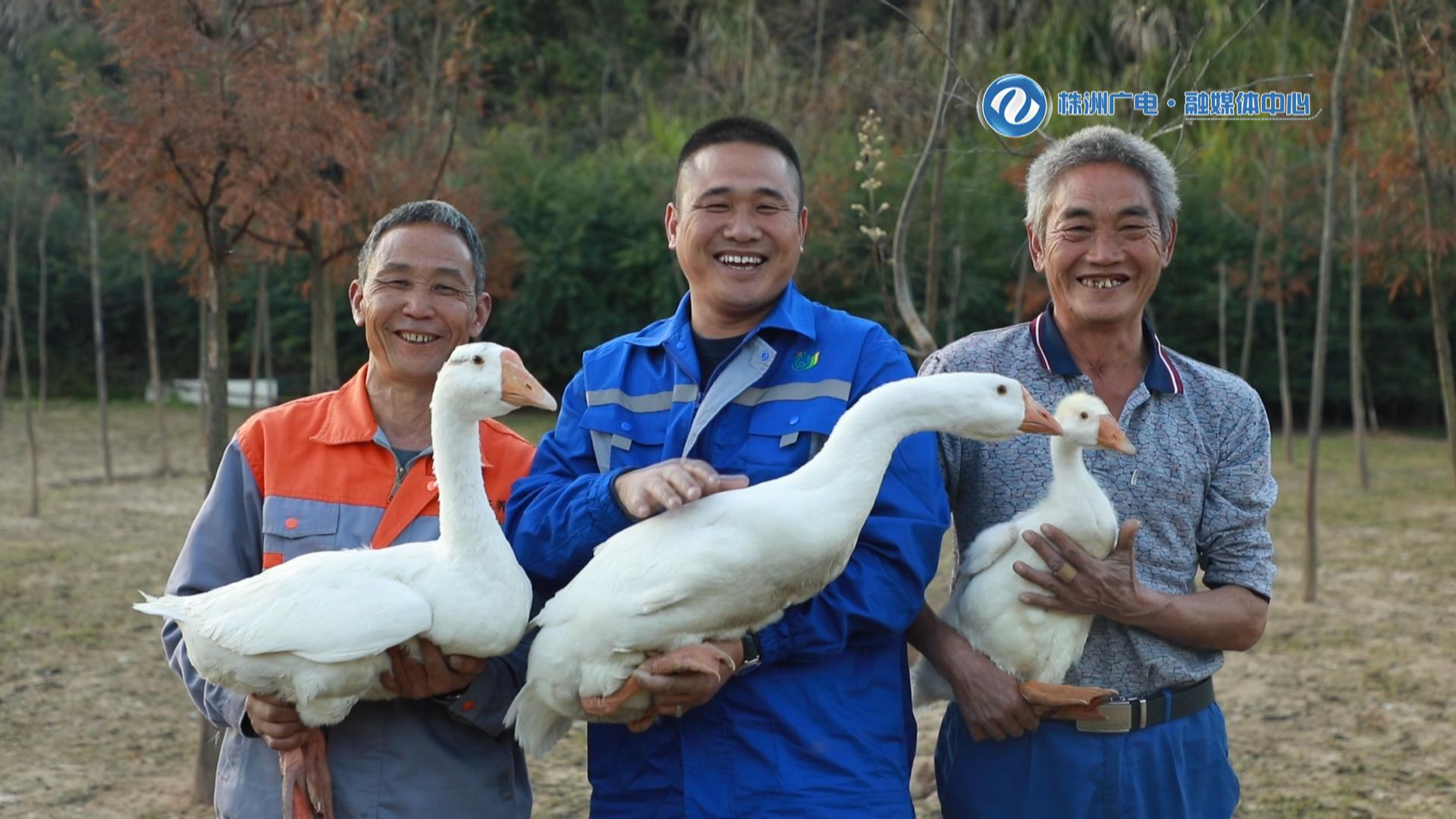 系列报道《青春在田野“盛开”》（二）白鹅缀沃野 一人带千户