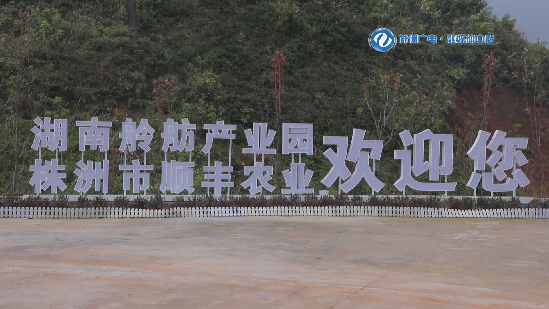 系列报道《青春在田野“盛开”》（二）白鹅缀沃野 一人带千户