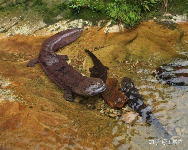 中国最惊艳的15座县城——湖南·凤凰（7）