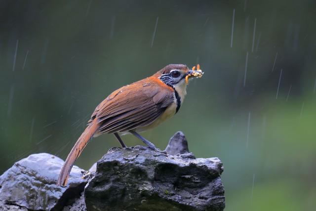 株洲寻踪：神农脉与动力魂