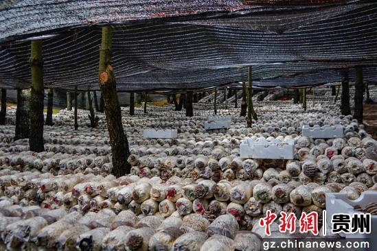 贵州威宁平菇产业发展“加速跑” 远销美国及东南亚