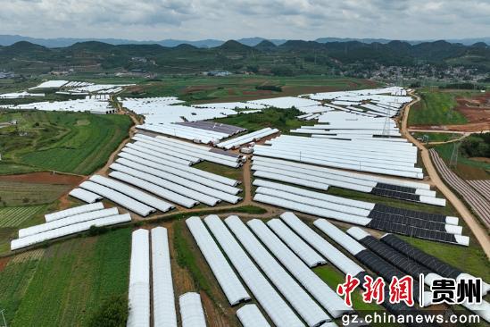 贵州威宁平菇产业发展“加速跑” 远销美国及东南亚