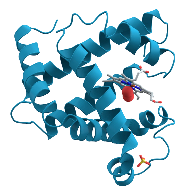 都是毛发,为什么头发比眉毛长得快?|No.247